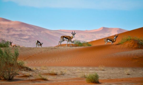 L’assurance voyage Namibie : où, quand et comment partir ?