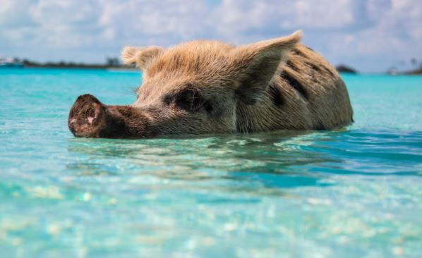 Assurance voyage pour Exuma, aux Bahamas