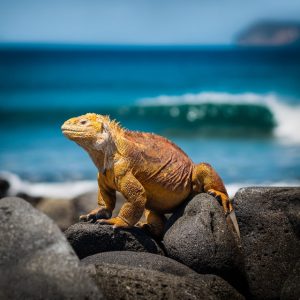 Assurance voyage Équateur, aux Îles Galapagos