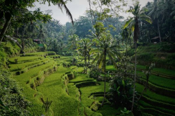 Assurance voyage Bali et les rizières